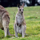 Image of Eastern Gray Kangaroo