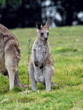 Plancia ëd Macropus giganteus Shaw 1790