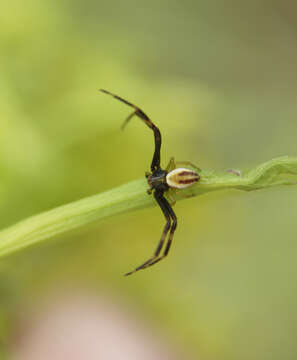 Image of Crab spider