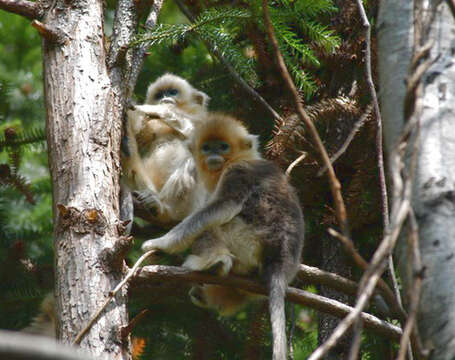 Image of Snub-nosed Monkeys