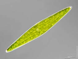 Image of Closterium lunula