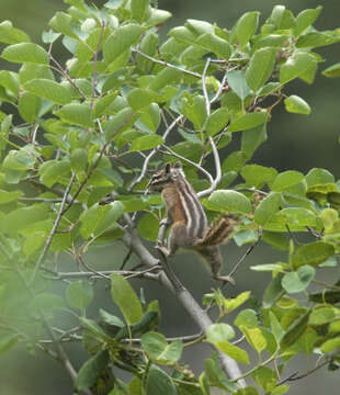 Image of Least Chipmunk