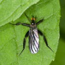 Image of Long-tailed Dance Fly