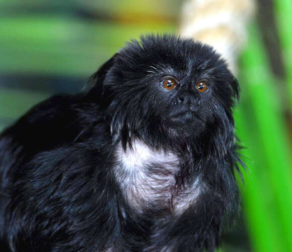 Image of marmosets and tamarins