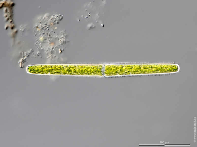 Image of Pleurotaenium trabecula var. trabecula Nägeli 1849