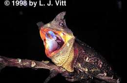 Image of Horned wood lizard