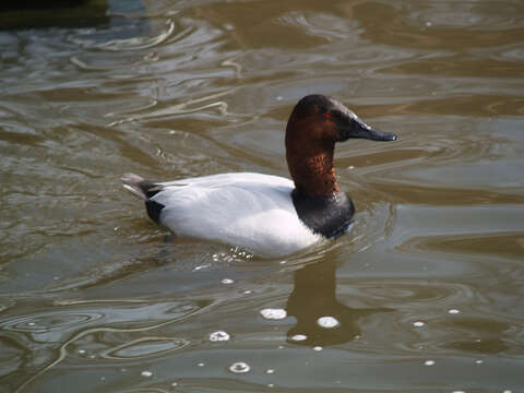 Image of Canvasback