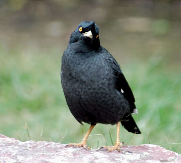 Image of Myna