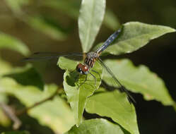 Image of Blue Dasher