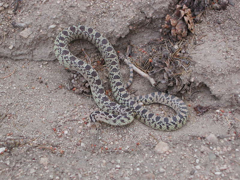 Image of gopher snakes