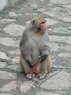 Image of Rhesus Monkey