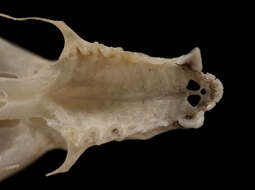 Image of Pallas's Long-tongued Bat