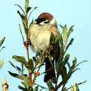 Image of Eurasian Tree Sparrow