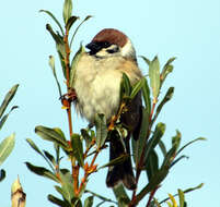 Image of Eurasian Tree Sparrow