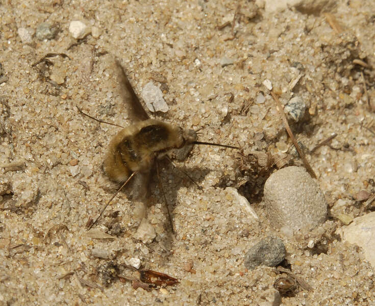 Image de Bombylius