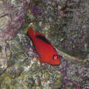 Image of Brilliant Red Hawkfish