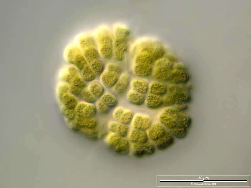 Gomphosphaeria aponina的圖片