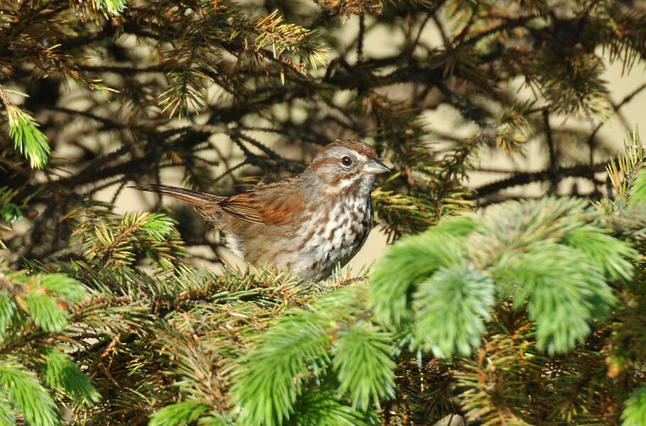 Image of Song Sparrow