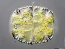 Image of Micrasterias truncata Brébisson ex Ralfs 1848