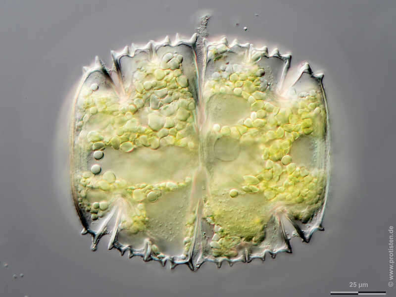 Image of Micrasterias truncata Brébisson ex Ralfs 1848