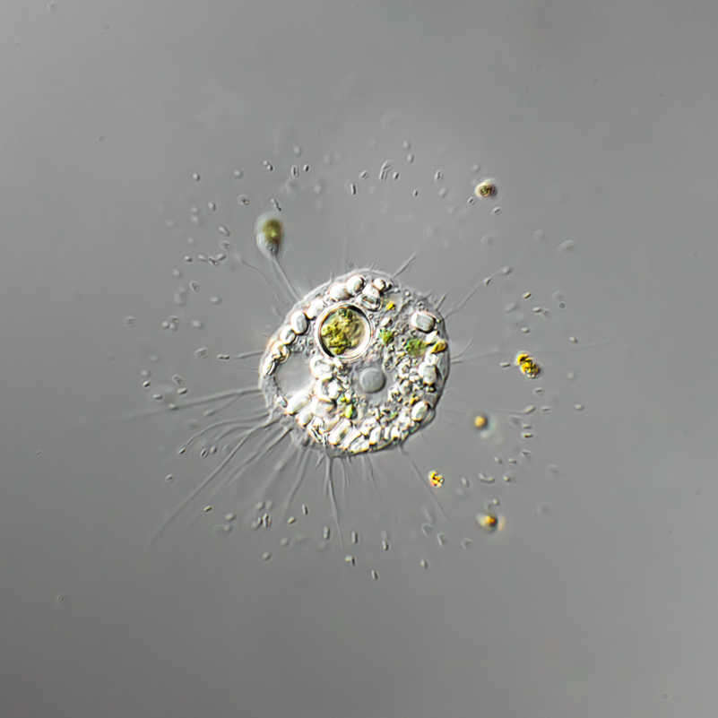 Image of Nucleariidae