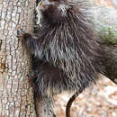 Image of North American porcupine