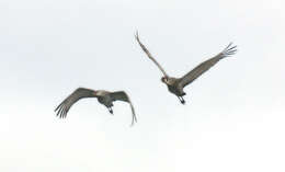 Image of Grus canadensis