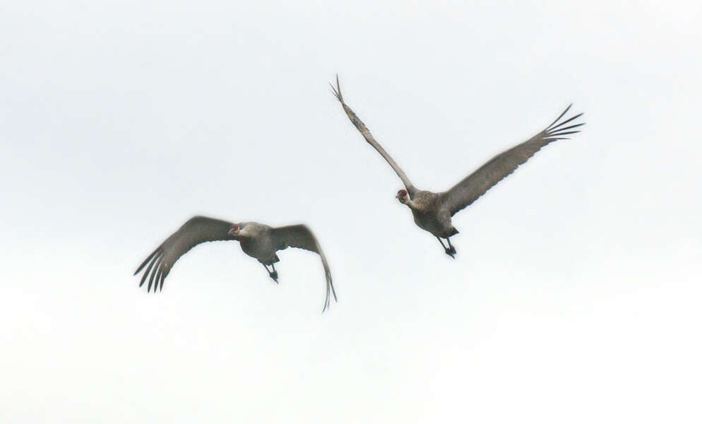 Imagem de Grus canadensis