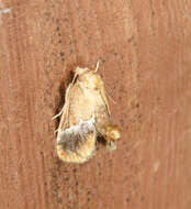 Image of Yellow-shouldered Slug Moth