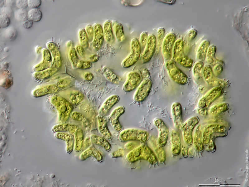 Plancia ëd Dimorphococcus Braun 1855