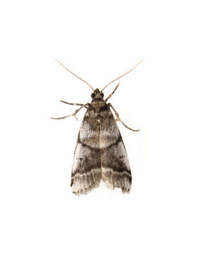 Acrobasis resmi