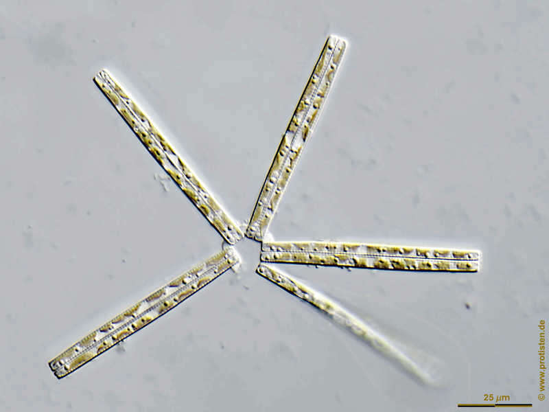 Image of Thalassionema nitzschioides