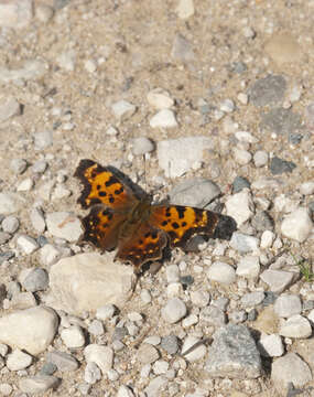 Слика од Polygonia gracilis Grote & Robinson 1867