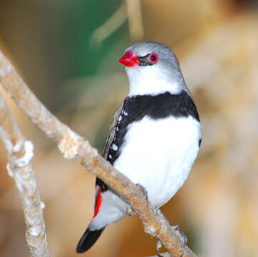 Image of firetail finches