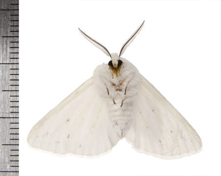 صورة Spilosoma Curtis 1825