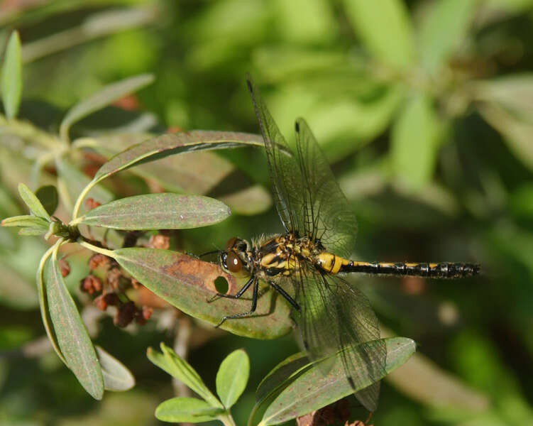 Imagem de Leucorrhinia glacialis Hagen 1890