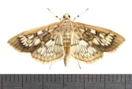 Image of Zigzag Herpetogramma