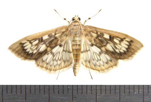 Image de Herpetogramma thestealis Walker 1859