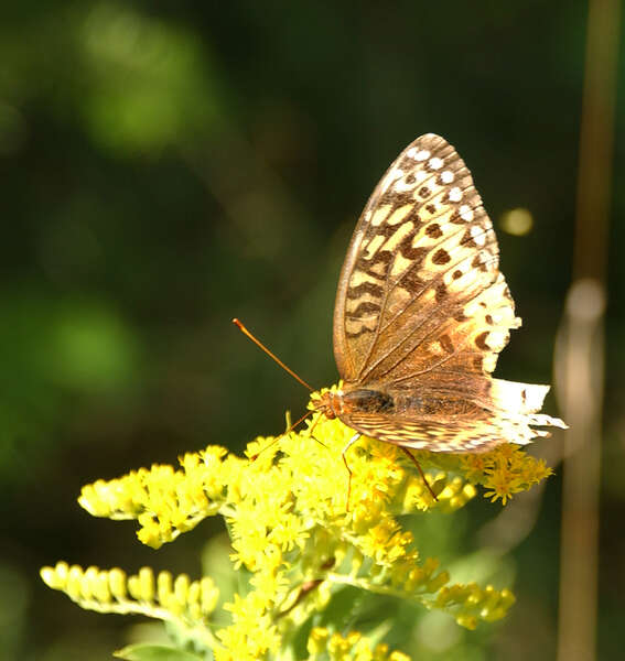 Image of Great Spangled Fritillary