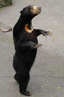 Image of Sun bear