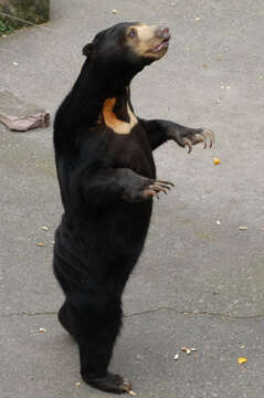 Image of Sun bear