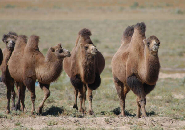 Image of Bactrian camel