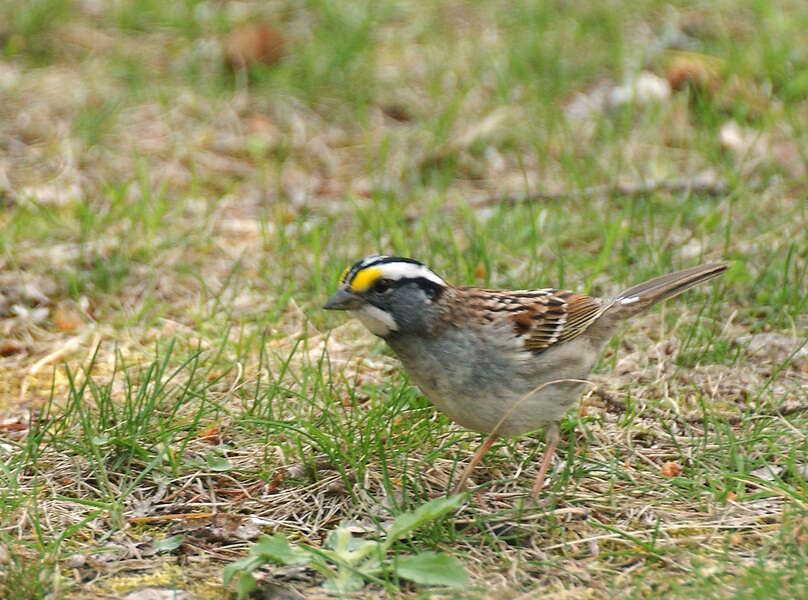 Image de Bruant à gorge blanche