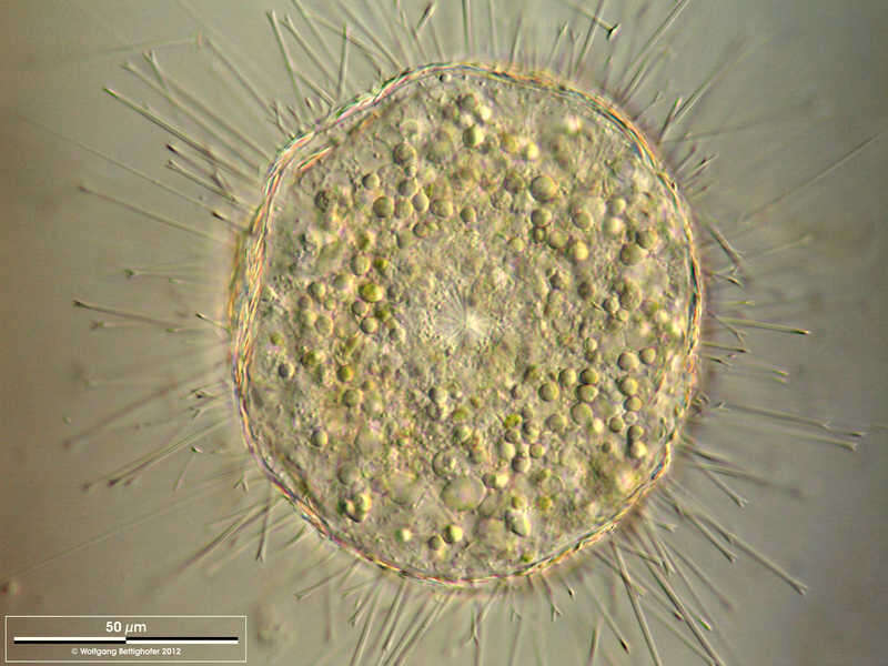 Image de Acanthocystis Carter 1863