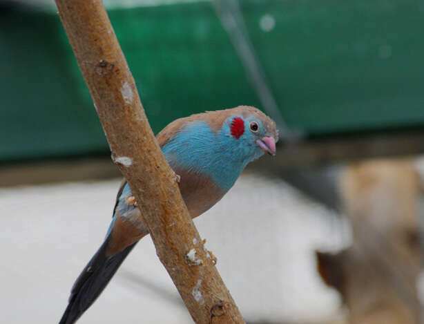 Image of Cordon-bleus