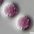 Image of Porphyridium purpureum