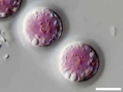 Image de Porphyridium purpureum