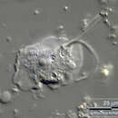 Image of Platyamoeba