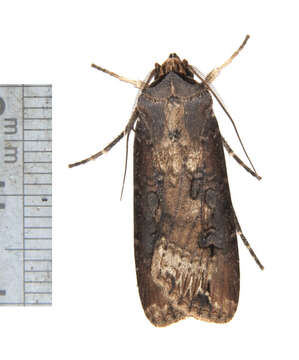 Image of Agrotis