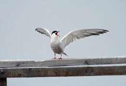 Imagem de Sterna hirundo Linnaeus 1758